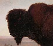 Albert Bierstadt Buffalo Head China oil painting reproduction
